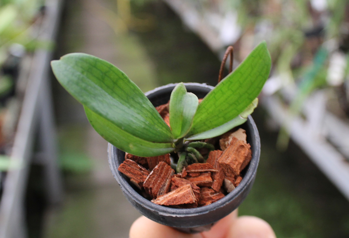 Aerangis biloba.jpg
