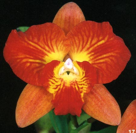 Sophrolaeliocattleya Cosmic Delite .jpg