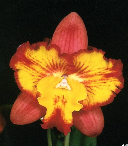 Sophrolaeliocattleya Angel's.jpg