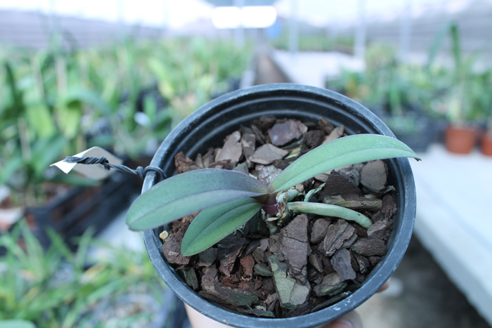Lius Sakura.jpg