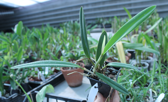 Laelia mirandae.jpg