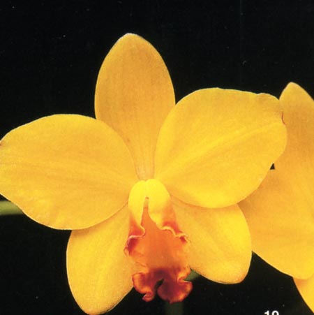 Sophrolaeliocattleya Love Fresh.jpg