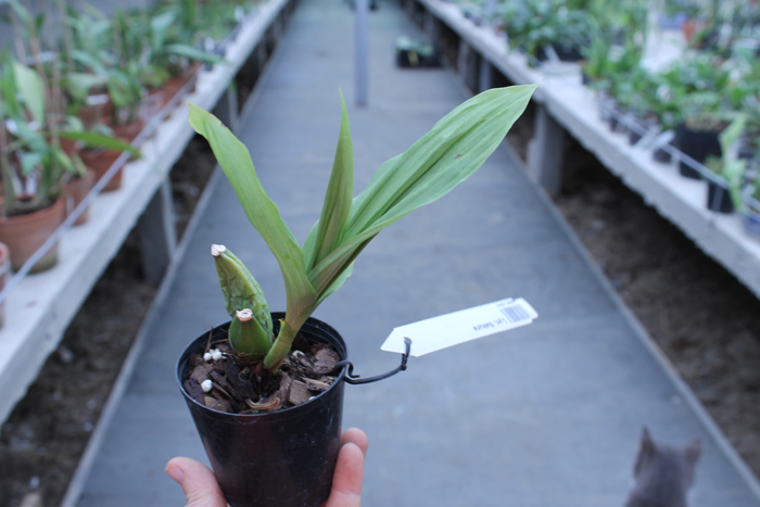 Lycaste Sakura.jpg