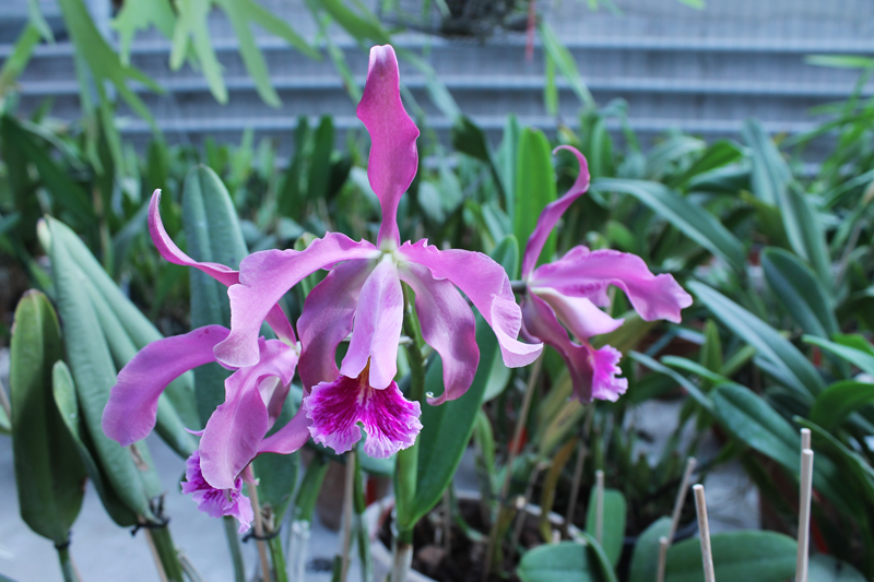 Cattleya Miss Harris (Cattleya schilleriana x Cattleya mossiae).jpg