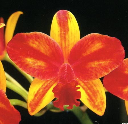 Sophrolaeliocattleya Mine Gold.jpg