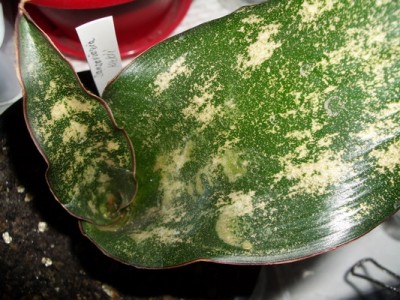 Sansevieria kirkii 2007 03 10.JPG