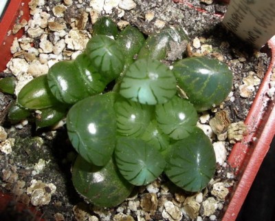 Haworthia cymbiformis v obtusa 2007 03 10.JPG