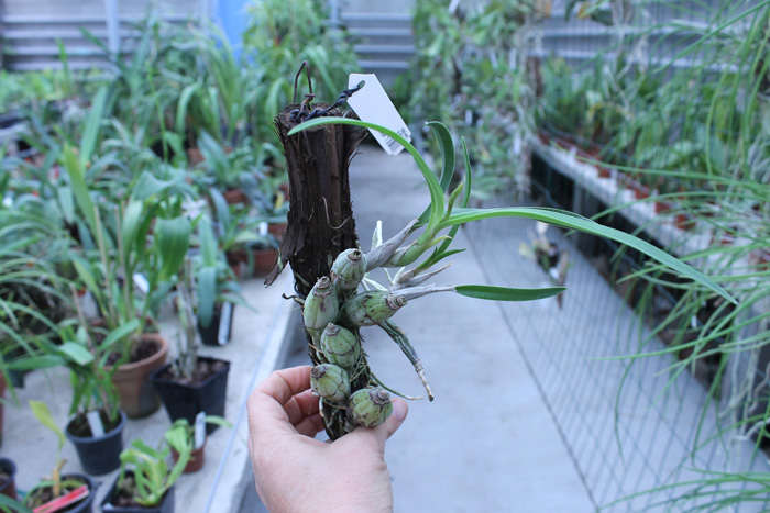 Laelia albida.jpg