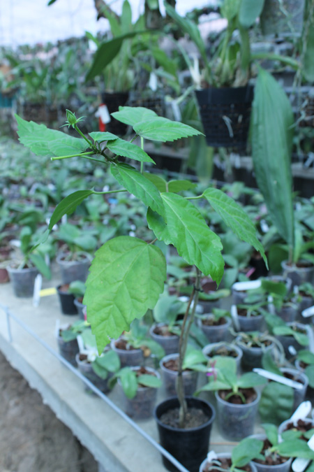 Hibiscus.jpg