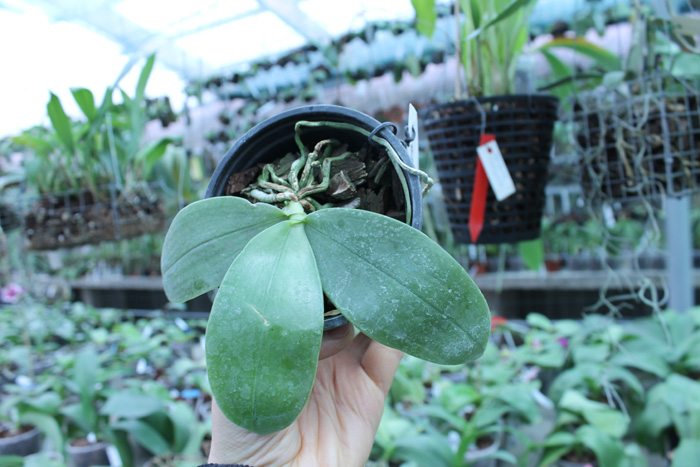 Phal bellina.jpg