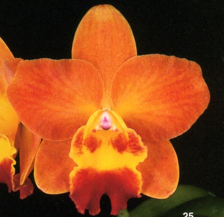 Sophrolaeliocattleya Tiny Titan.jpg