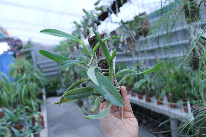 Laelia pumila.jpg