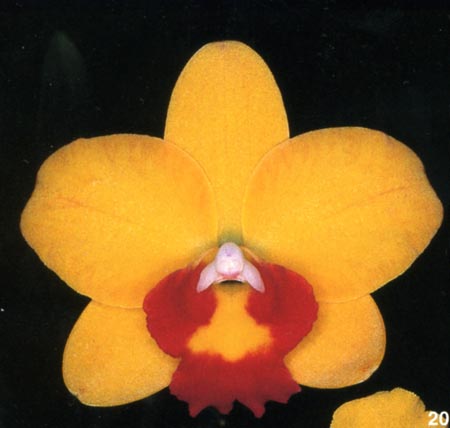 Sophrolaeliocattleya Tiny Titan.jpg