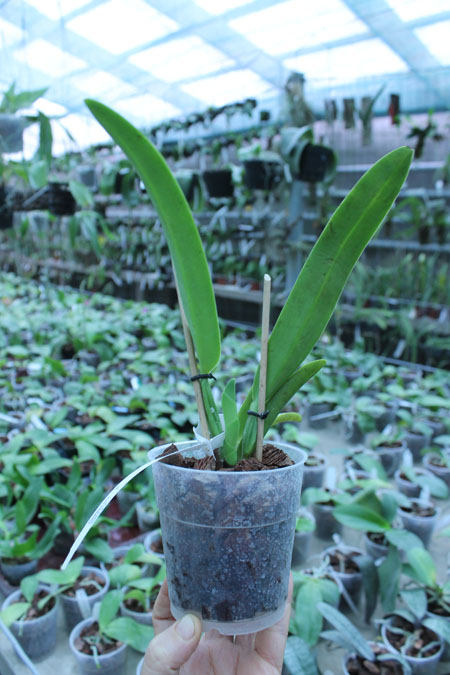 Cattleya rex.jpg