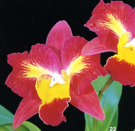 Sophrolaeliocattleya Angel's Dream .jpg