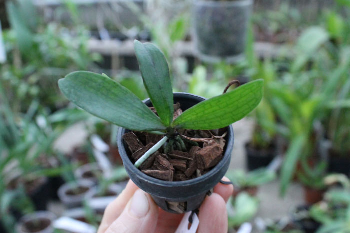 Aerangis biloba.jpg