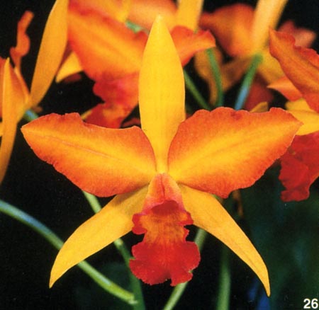 Sophrolaeliocattleya Coastal Magic .jpg