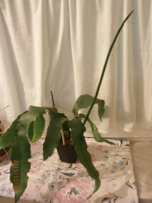 Epiphyllum 15.jpg