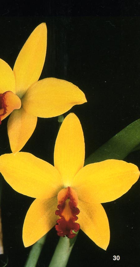 Sophrolaeliocattleya Love Fresh.jpg