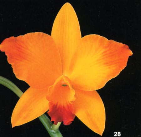 Sophrolaeliocattleya Sierra Gem34 .jpg