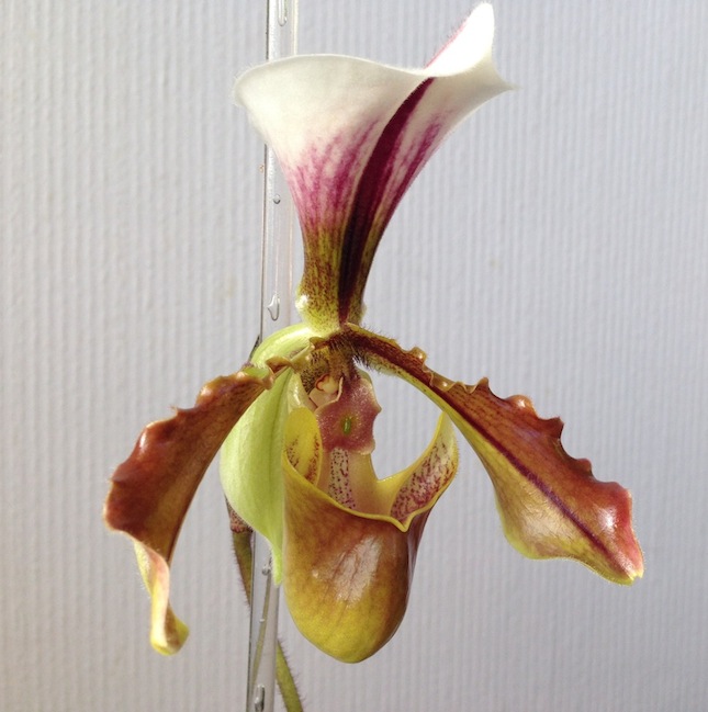 Правильно ли, что это Paphiopedilum coccineum ?