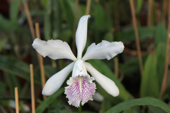 Cattleya Dominiana.jpg