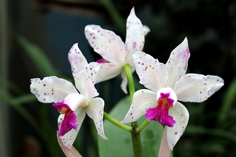 Cattleya amethystoglossa palha 'Gloriosa' x 'Palhina'.jpg