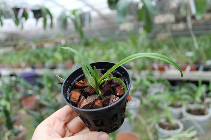 Vanda luzonica.jpg