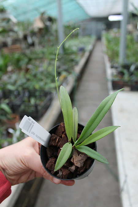 Ionopsis utricularioides.jpg