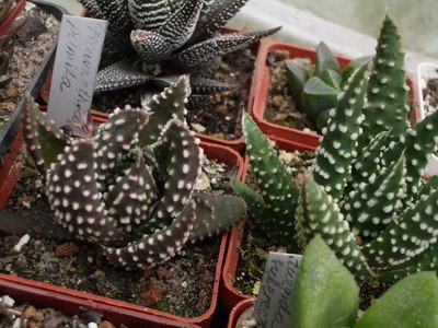 Haworthia pumila - очень эффектная из-за своих контрасных и густых<br />пятен.