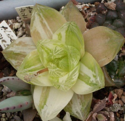 Haworthia cymbiformis f. variegata - пестрость у разных растений<br />проявляется по-разному - от большей зелени, до преобладания белого<br />(что оригинальнее). А эта красавица впервые собралась цвесть :)