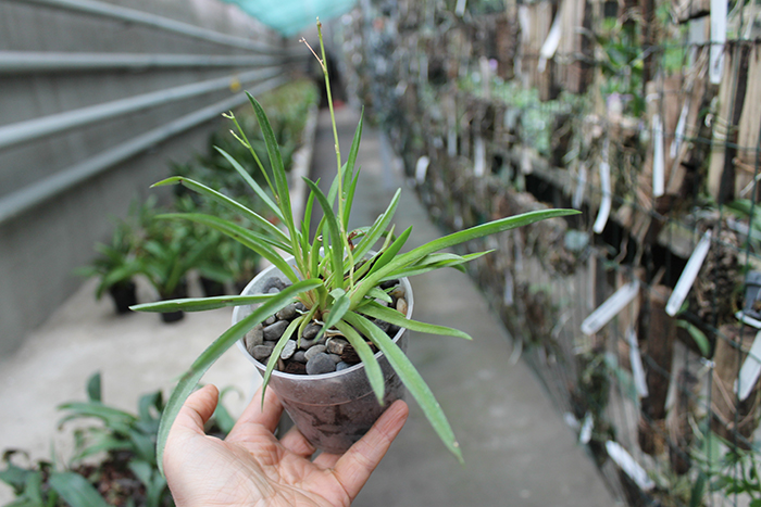 Oncidium.jpg