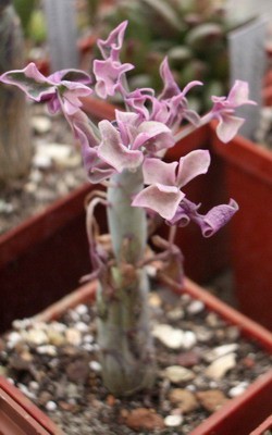 Senecio articulata f. variegata - именно из-за своей вариегатности<br />наблюдается такой оригинальный цвет листиков. У простых сенецио<br />листики такого же цвета, как стебель. Но формы оригинальные у всех!