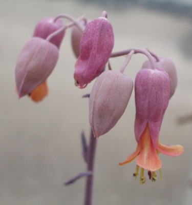 Kalanchoe fedtschenkoi - у меня и само это растение интересного<br />сиреневатого цвета, а уж цветки :).