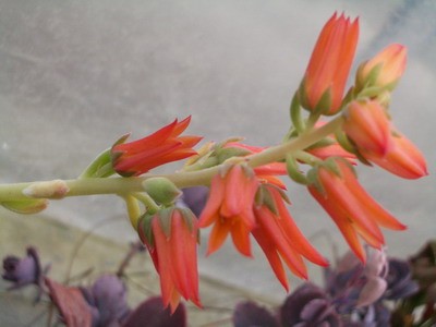 Echeveria coccinea - благодарное и безотказно цветущее растение - в<br />цвету дольше чем без.