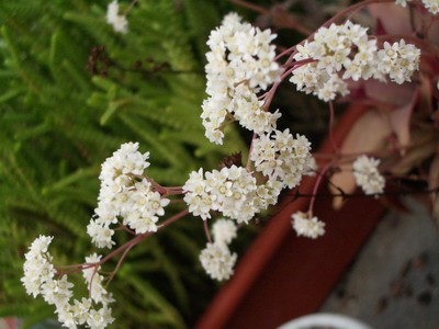 Какая-то голландская крассула (Crassula rosularis?), но очень<br />красивая: цвет листьев сиреневатый с лицевой стороны и насыщенно<br />окрашенный с изнанки. Цветет охотно и обильно.