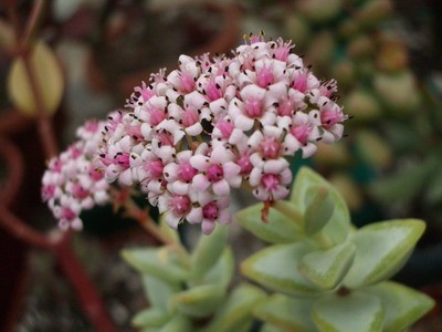 Одна из многочисленных разновидностей Crassula perforata в цвету.