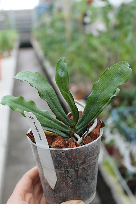 Aerangis biloba.jpg