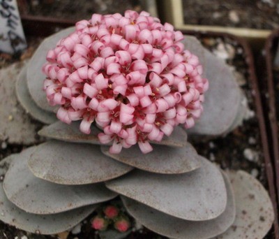 Crassula cv. Morgans Beauty - одна из наиболее красивоцветущих<br />крассул.