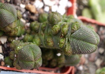 Crassula pyramidalis - одна из самых миниатюрных крассул.