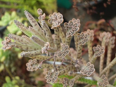 Bryophyllum serratum - легко размножающийся отпадающими с краев<br />листье готовыми розетками и поэтому в изобилии имеющийся у меня - могу<br />подарить всем желающим! (слова Лены ;)
