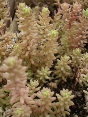 Sedum dasyphyllum var. macrophyllum - образует миниатюрные заросли,<br />можно использовать как почвопокровное растение вдобавок к какому-то<br />крупномеру.