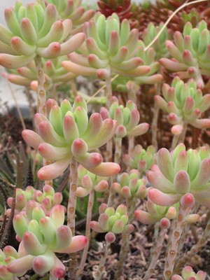 Sedum pachyphyllum - снова таки, хочу отметить, что мои суккуленты<br />в большинстве зимуют с кактусами в одних условиях - довольно жестких.<br />Но это явно идет на пользу их внешнему виду :).