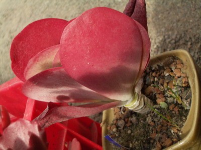 Kalanchoe thyrsiflora - все имеющие тенденцию краснеть растения любят<br />солнце, ну а это без него просто вообще не станет таким.