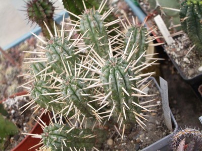 Euphorbia ferox - очень эффектная штучка благодаря своим белым<br />шипам и склонности активно ветвиться.