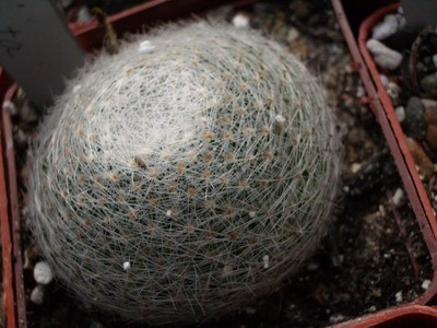 Mammillaria lenta - одна из совершенно немногих маммиллярий<br />цветущая крупными белыми цветками. Интересна и ее пожизненная форма - не<br />цилиндрическая, а по типу лепешки.