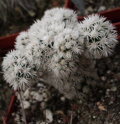 Это культивар, выведенный на основе Mammillaria gracilis. Растение<br />на своих корнях медленно растущее, но очень уж привлекательное!