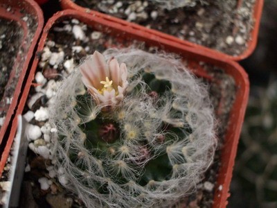M. aureilanata v. alba - нежность опушения под стать нежности<br />ранневесенних цветочков.