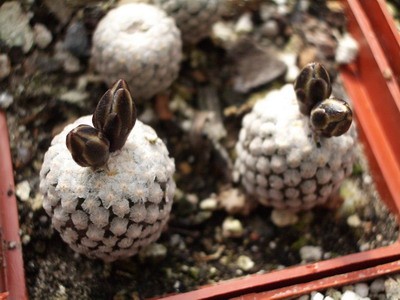 Да и эти турбиникарпусы (Turbinicarpus valdesianus. v. albiflorus)<br />не намного больше. Но они вообще из<br />миниатюрных кактусов - удобный род, целую коллекцию можно<br />разместить на подоконнике :).