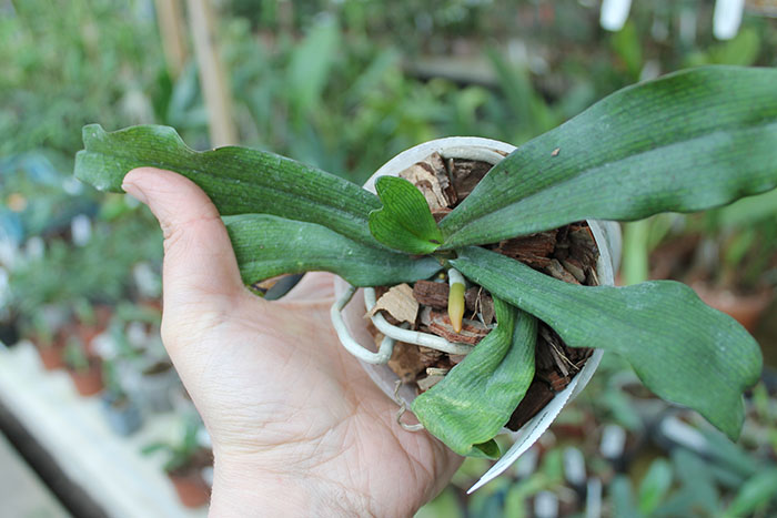 Aerangis biloba.jpg